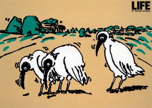 Life (millet)